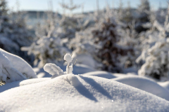 Hoher-Knochen-Winter-21