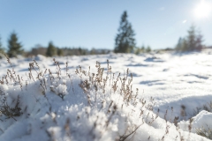 Niedersfelder Hochheide Winter 18