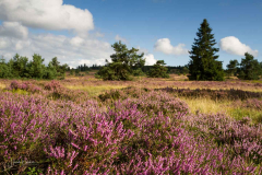 Niedersfelder Hochheide