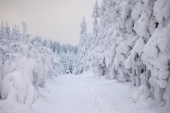 Winter-im-Hochsauerland-003