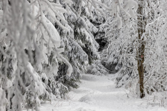 Winter-im-Hochsauerland-020