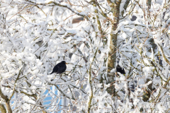 Winter-im-Hochsauerland-029