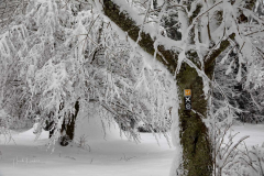 Winter-im-Hochsauerland-054
