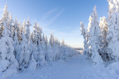 Winter_im_Hochsauerland_127