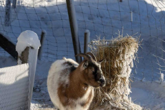 Winter_im_Hochsauerland_146