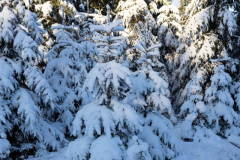 Winter_im_Hochsauerland_170