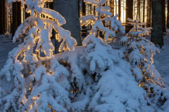 Winter_im_Hochsauerland_174