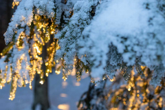 Winter_im_Hochsauerland_176