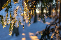 Winter_im_Hochsauerland_177