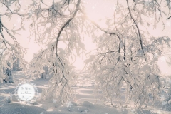 Im Garten der Schnee-Königin