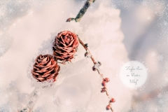 Zapfen-Paar im Winterschlaf