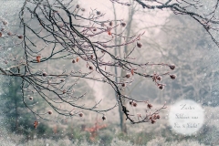 Zarter Schleier aus Eis und Licht