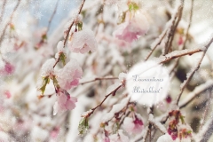 Diamantenes Blütenkleid