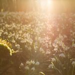 Märzenbecher im Gegenlicht