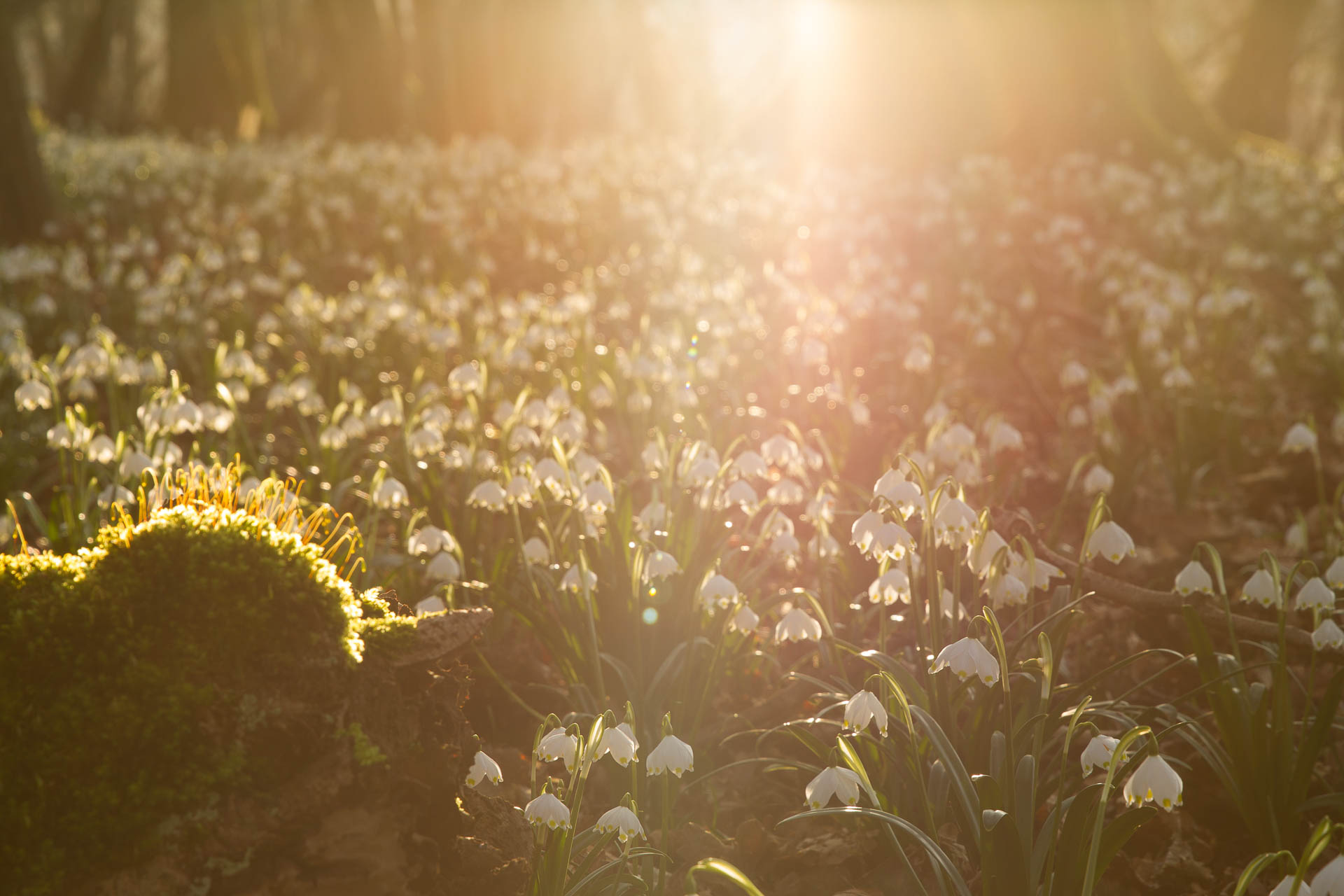 Märzenbecher im Gegenlicht
