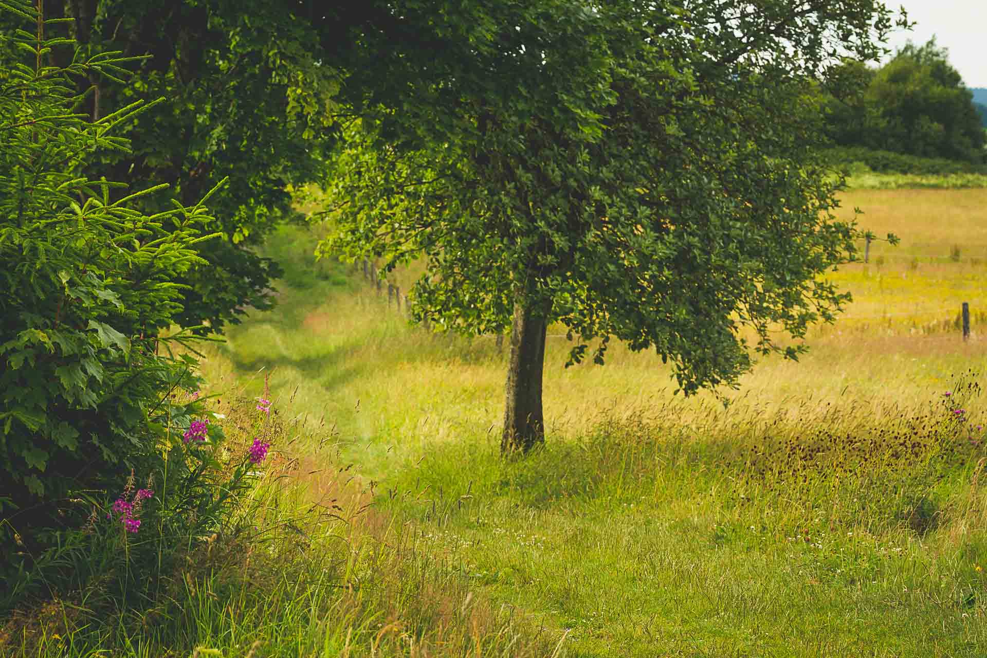 Naturweg am Kreuzberg in Winterberg