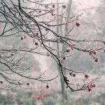 Winterweisse Zauberwelt