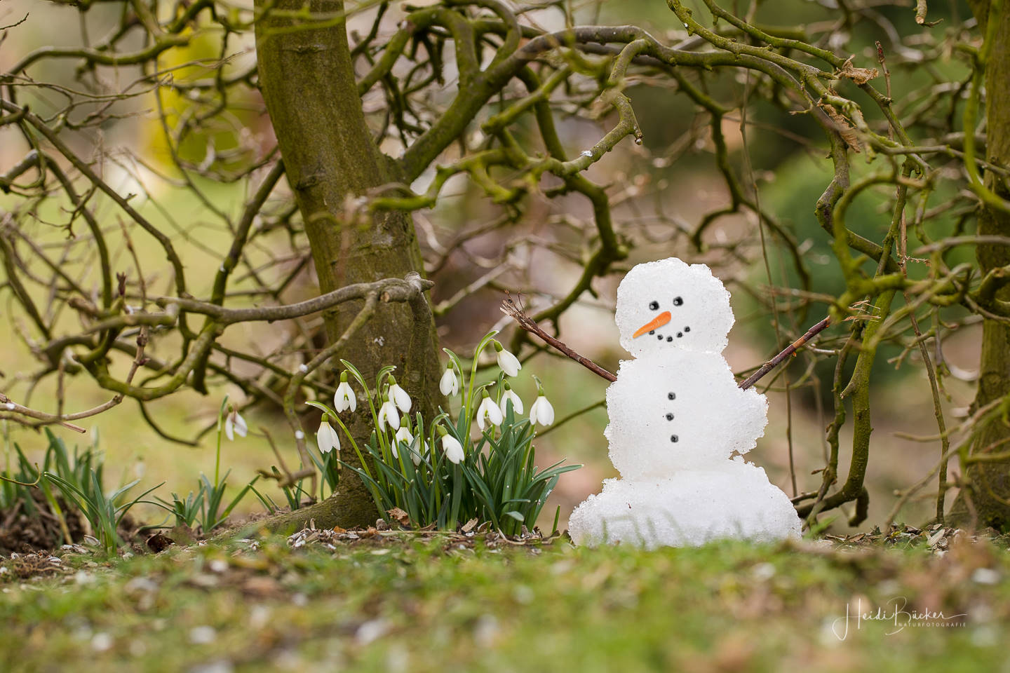 Schneeglöckchen & Schneemann