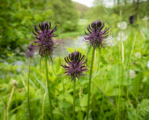 Schwarze Teufelskralle ...entdeckt am Wegesrand