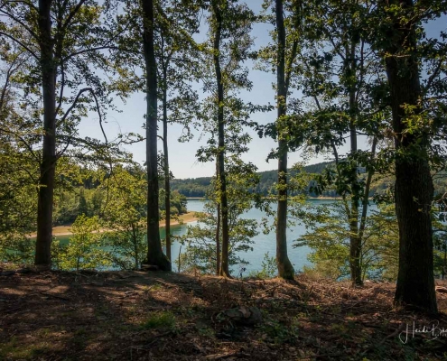 Blick durch die Bäume