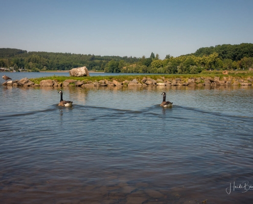 Graugänse an der Promenade in Amecke