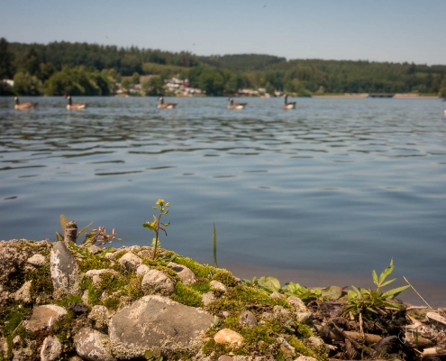 Graugänse an der Promenade in Amecke
