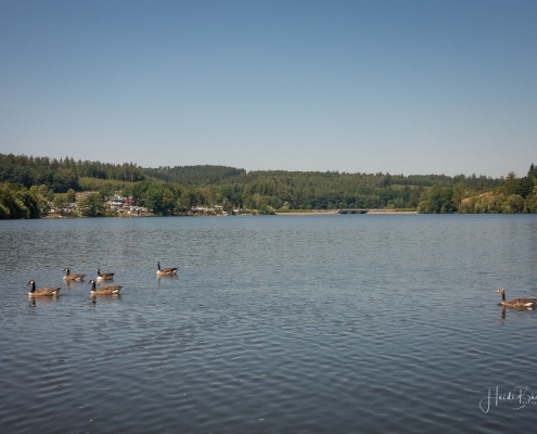 Graugänse an der Promenade in Amecke