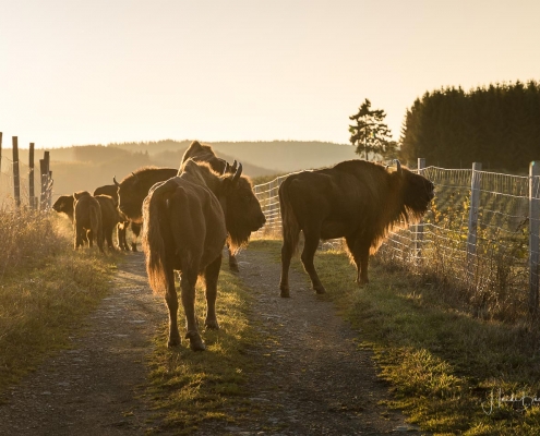 Wisente auf dem Hebel in Westfeld