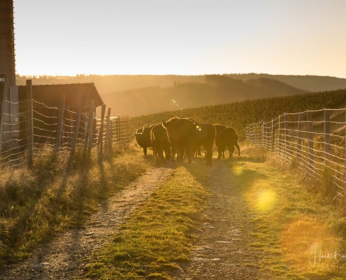 Wisente auf dem Hebel in Westfeld