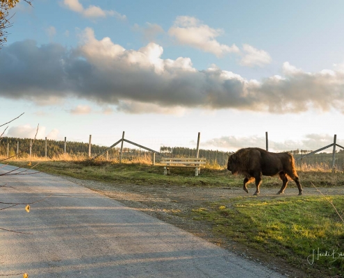 Wisente auf dem Hebel in Westfeld