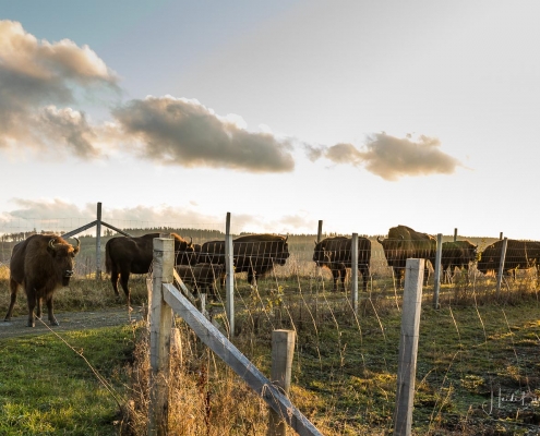 Wisente auf dem Hebel in Westfeld