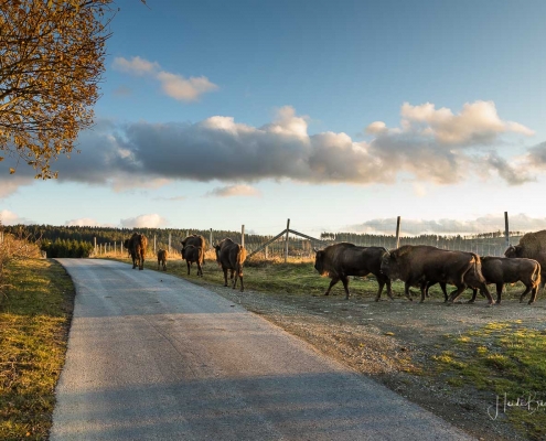 Wisente auf dem Hebel in Westfeld