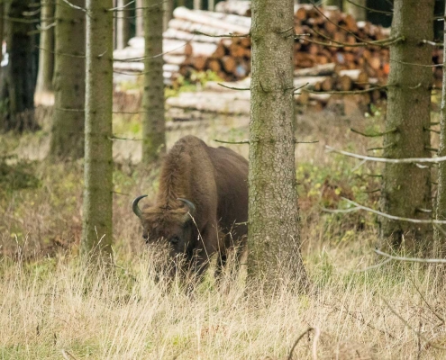 Wisente am Albrechtsplatz 02
