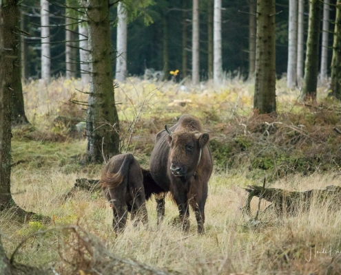 Wisente am Albrechtsplatz 04