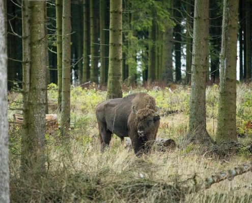 Wisente am Albrechtsplatz 05