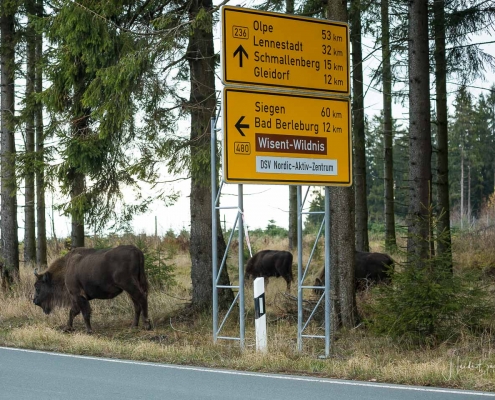 Wisente am Albrechtsplatz 10