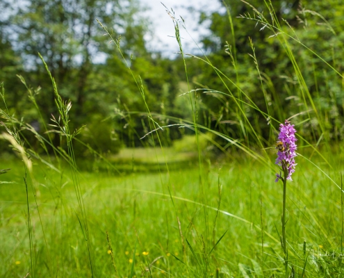 Geflecktes Knabenkraut in den Renauwiesen