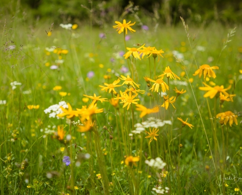 Verschiedene Blumenarten in den Renauwiesen