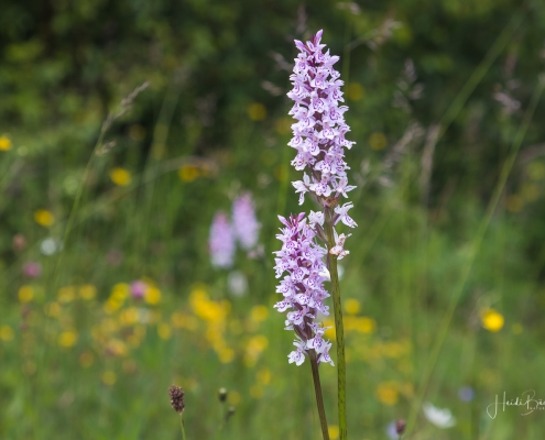 Geflecktes Knabenkraut auf den Bergwiesen (Skihängen) rund um Winterberg