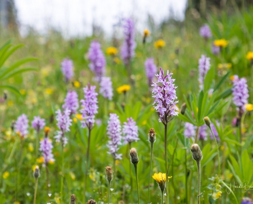 Geflecktes Knabenkraut auf den Bergwiesen (Skihängen) rund um Winterberg