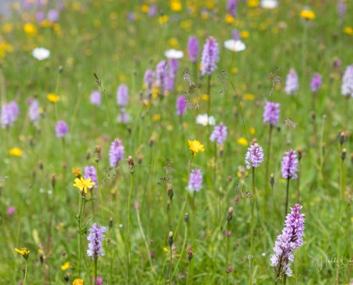 Geflecktes Knabenkraut auf den Bergwiesen (Skihängen) rund um Winterberg