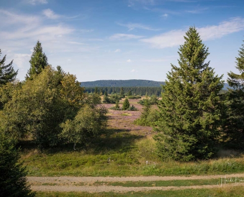 Blick vom Clemensberg in die Heide