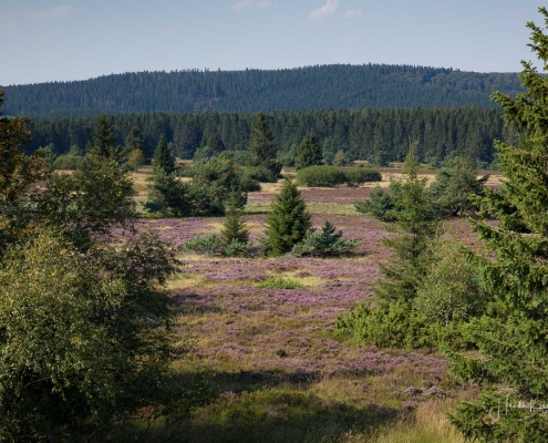 Niedersfelder Hochheide