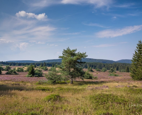 Niedersfelder Hochheide