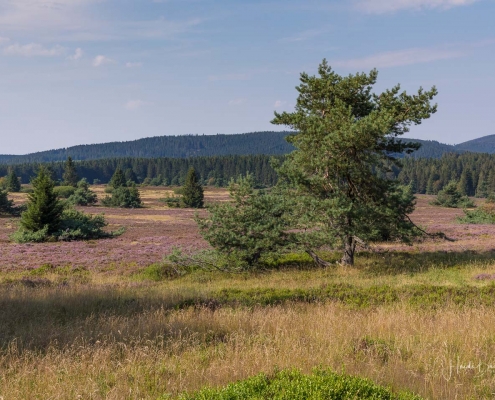 Niedersfelder Hochheide