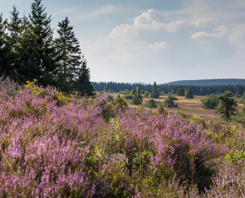 Niedersfelder Hochheide