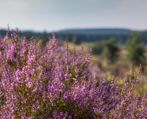 Niedersfelder Hochheide