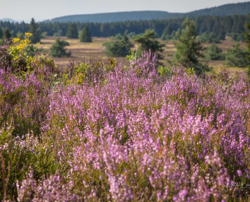 Niedersfelder Hochheide