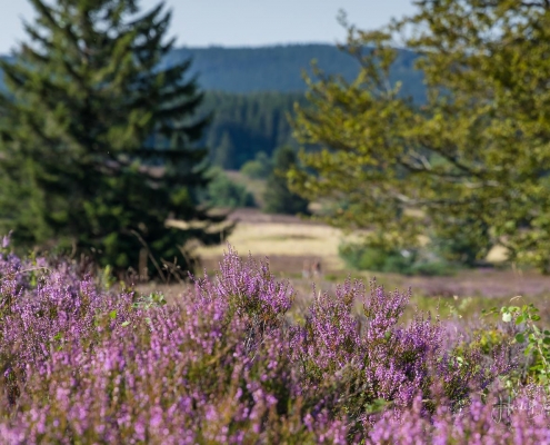 Niedersfelder Hochheide