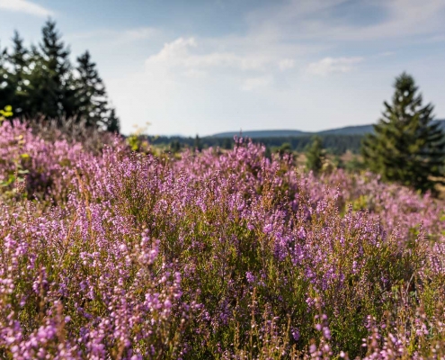 Niedersfelder Hochheide